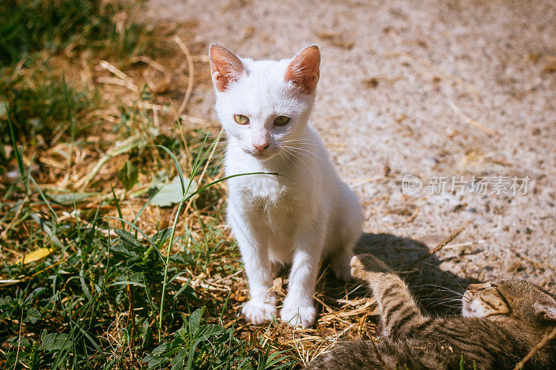 白色的猫