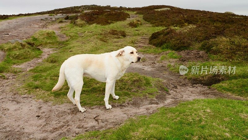 在小路上行走的拉布拉多寻回犬