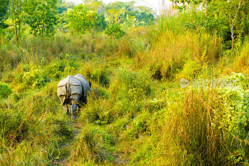 一个有角的印度犀牛的尾部远景