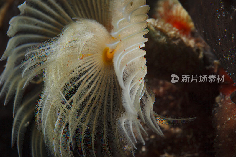 海洋生物螺旋管虫沙贝拉spallanzanii水下之美