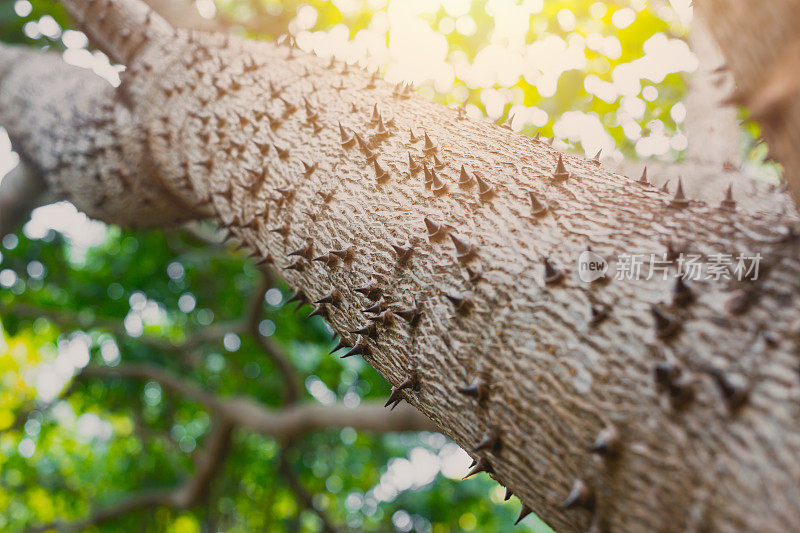 木棉刺树特写锐利的刺在树晒自然植物