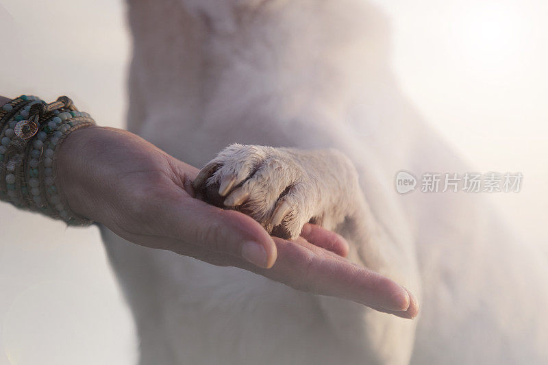 狗爪与人手的接触，表达爱意