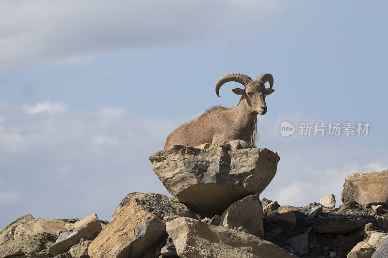 Aoudad(巴巴里羊)在岩石上休息