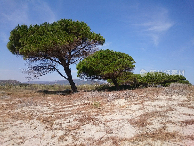 撒丁岛海滩上的松树
