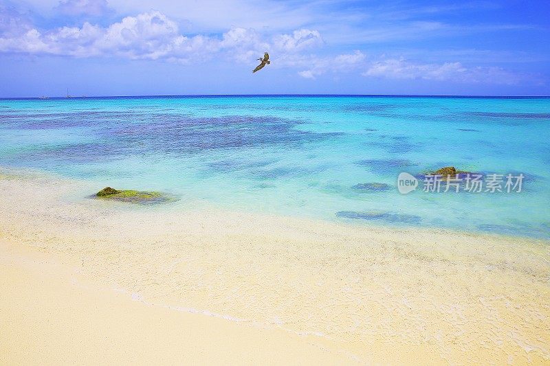 鹈鹕海鸟在阿鲁巴阳光明媚的蓝绿色泻湖热带海滩上飞行，夏天的天堂-荷属安的列斯群岛，加勒比海蓝色的海