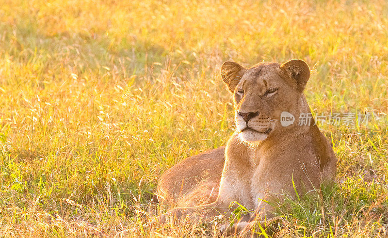 一个雌性非洲狮静静地坐在晨光中的特写