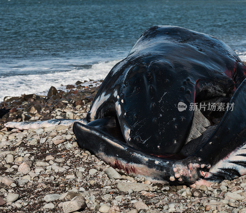 死去的雄性座头鲸