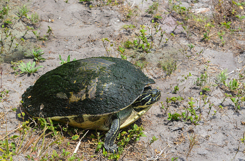 佛罗里达州拉戈的佛罗里达箱龟