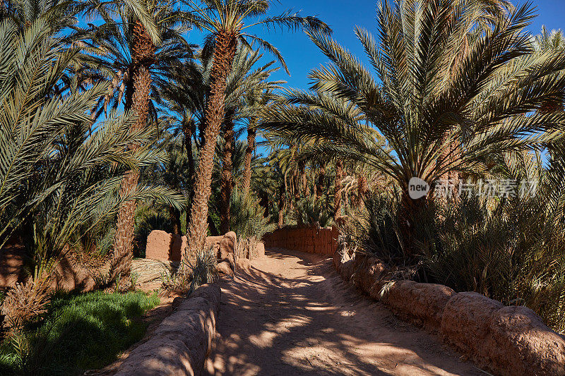 摩洛哥南部的棕榈林