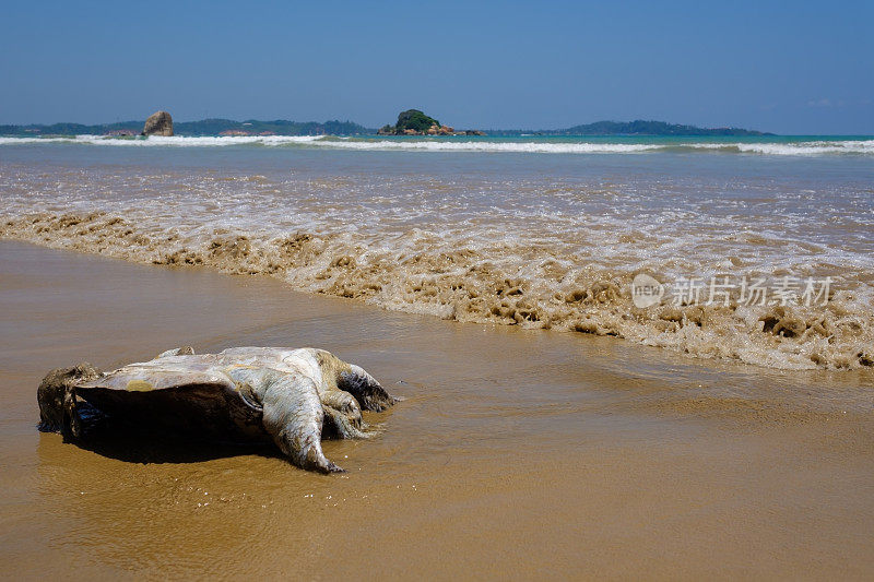 死海龟躺在沙滩上。