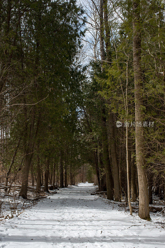 降雪后的林地徒步小径