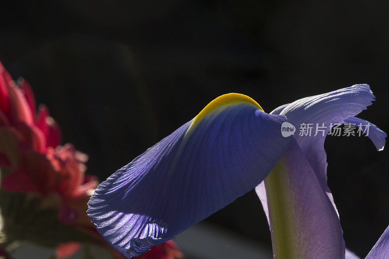 大而独特的花朵