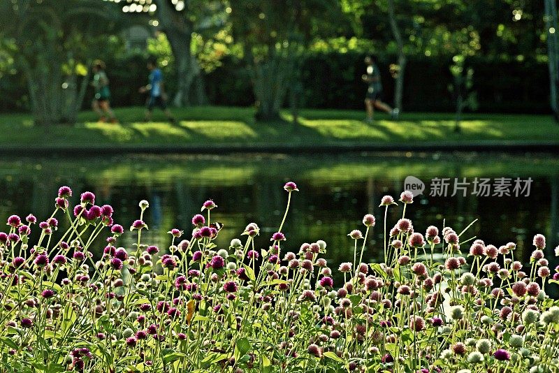 在公园、池塘、花圃慢跑。