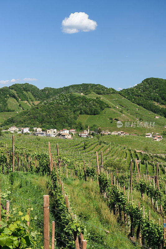 Valdobbiadene(电视)普罗塞克葡萄酒的土地6