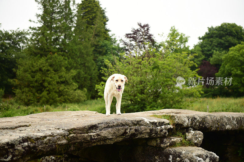 达特穆尔的拉布拉多寻回犬