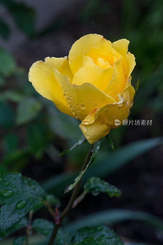 金色阵雨的特写镜头在雨中升起