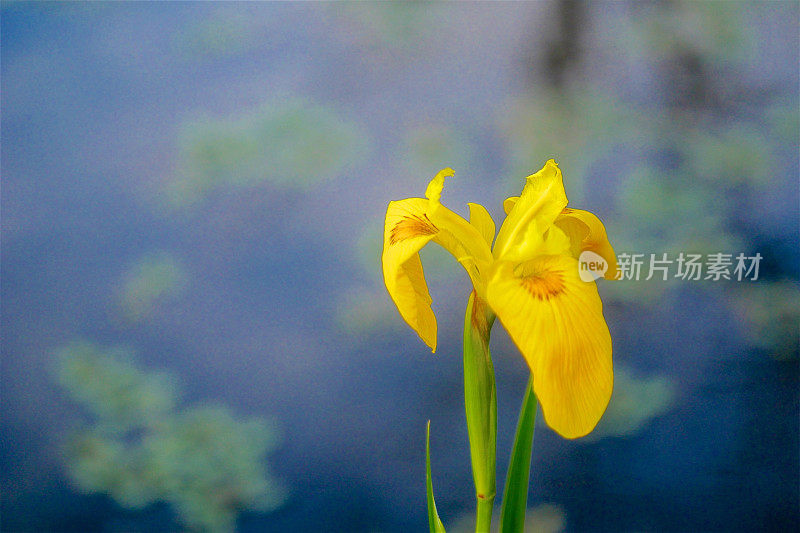 池塘里的黄蝴蝶花