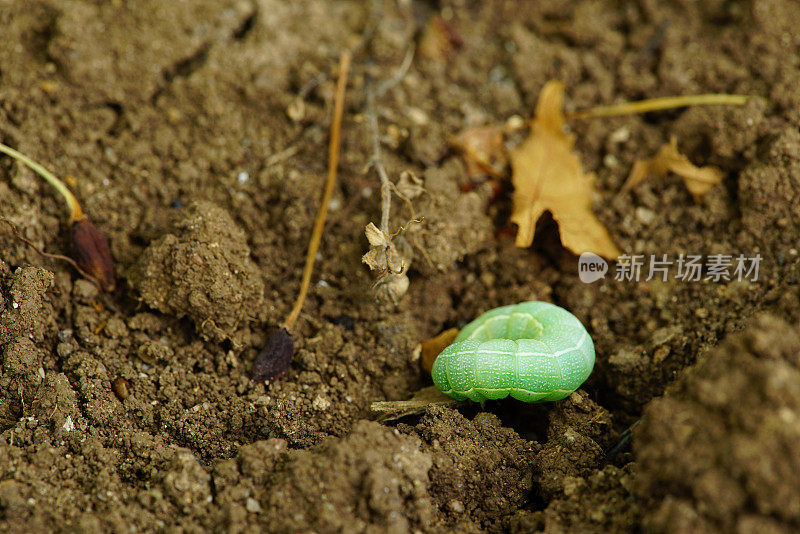 绿色的毛毛虫在棕色的泥土地上。