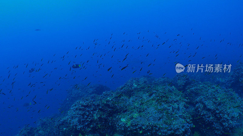 在海底珊瑚礁中成群游动的小鱼