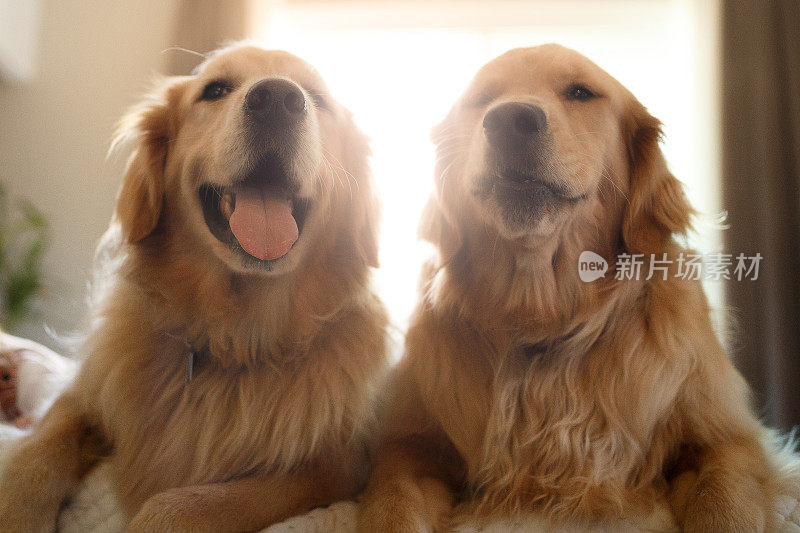 两只可爱的微笑金毛寻回犬