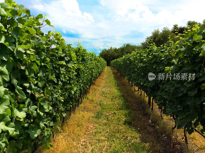 威尼托，意大利:加尔达湖附近的夏日阳光葡萄园