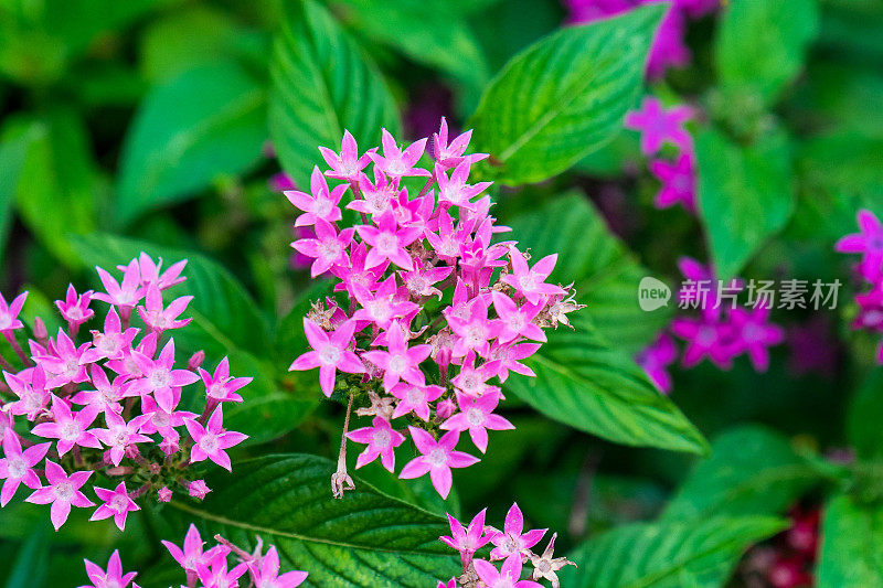 亮粉花浸液