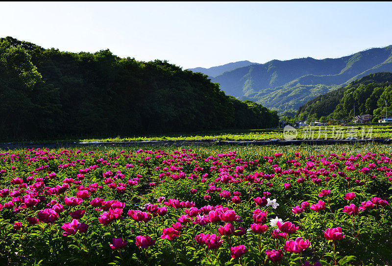 牡丹花朵VD718