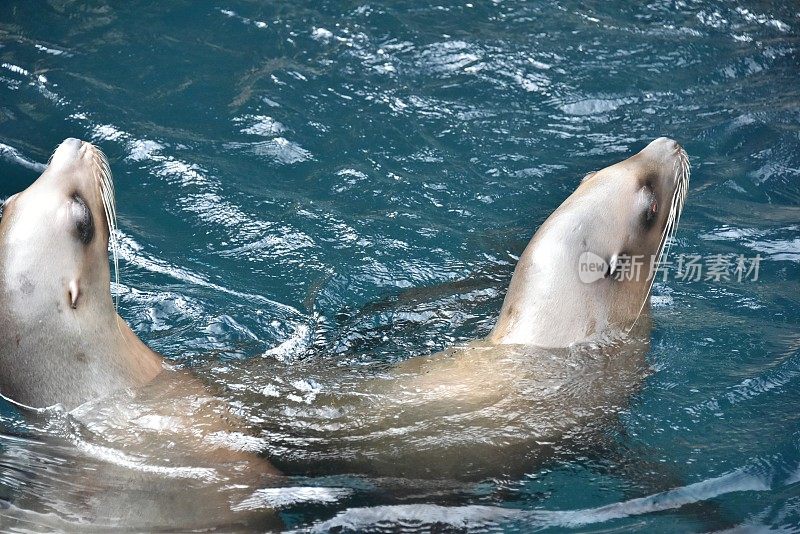 加利福尼亚海狮在水中