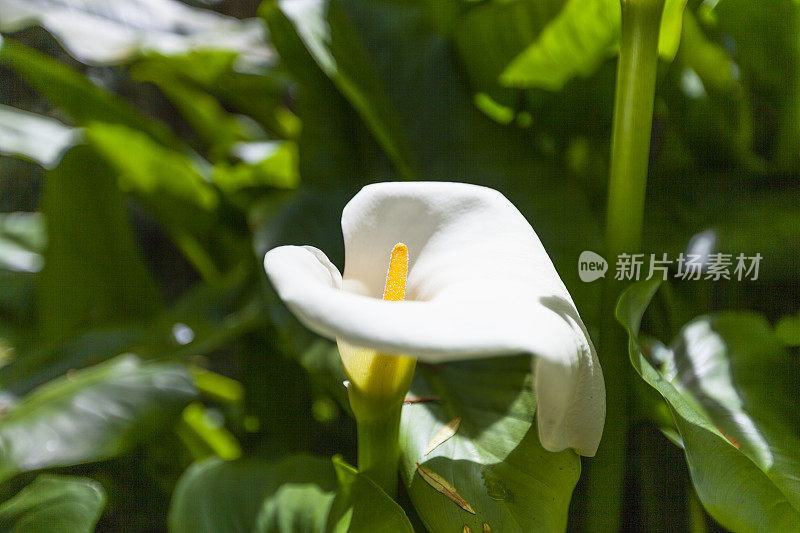 马蹄莲花在留尼旺岛，马斯林群岛