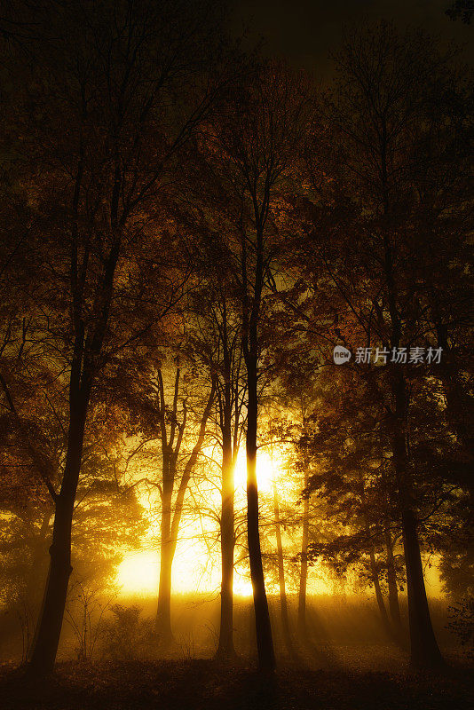 朦胧的秋日森林里的阳光