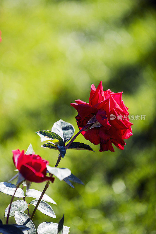 土耳其花园中一朵红玫瑰的特写