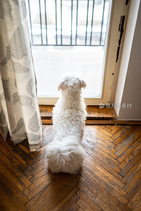 从阳台窗户往外看的马耳他犬