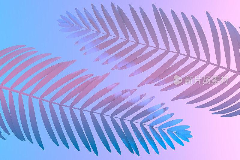 热带棕榈叶在充满活力的大胆渐变霓虹颜色。简约超现实的夏日背景。
