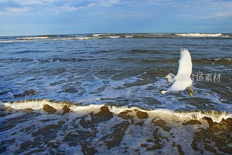 美国南卡罗来纳，黎明时分，苍鹭海鸟带着海浪飞过海滩