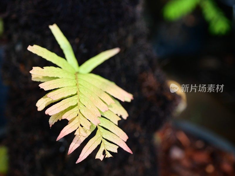 泰国热带雨林花园