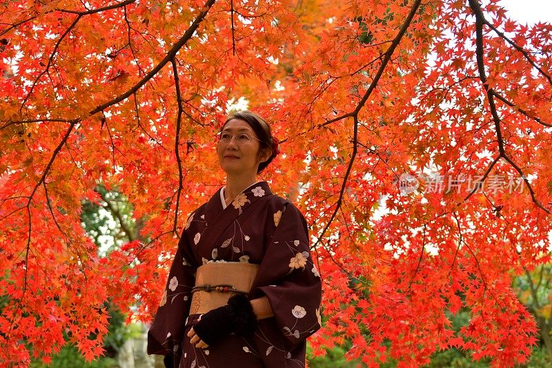 穿着和服的日本妇女站在京都明亮的秋叶下