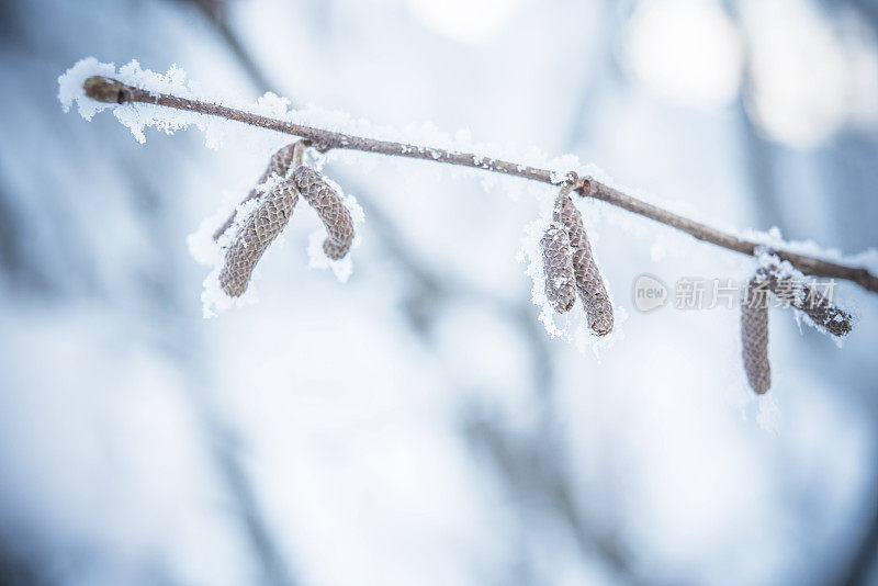 雪絮