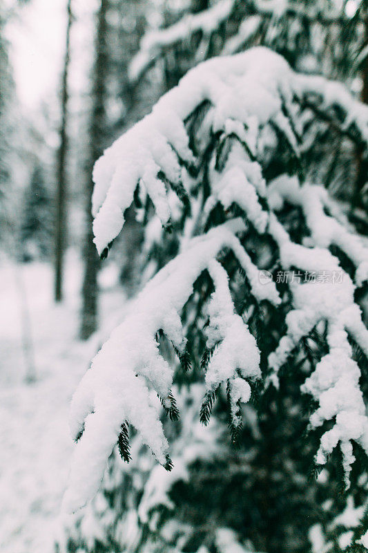 神奇的雪覆盖了树木。美丽的冬天的风景