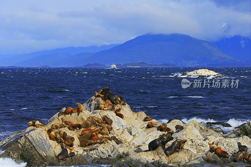 海狮和海豹岩石岛比格尔海峡-乌斯怀亚-火地岛