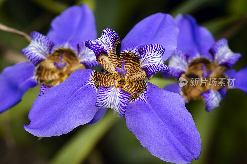 Neomarica念珠菌属花