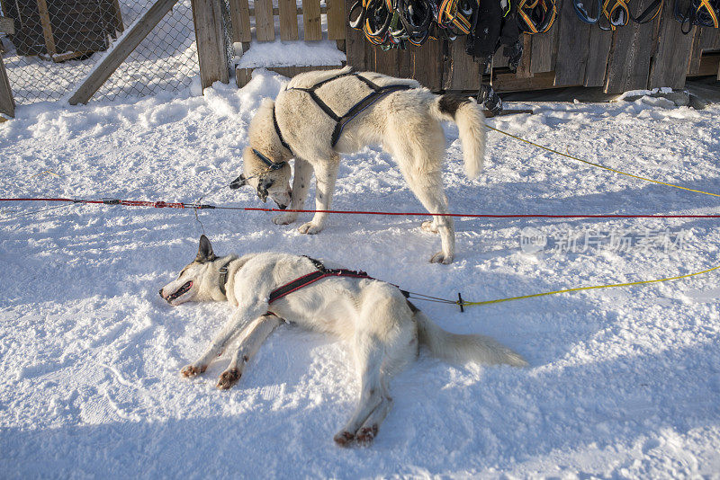 挪威基尔克内斯，疲惫的雪橇狗正在休息
