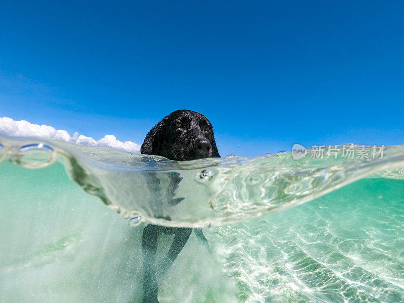 家狗喜欢在热带海游泳