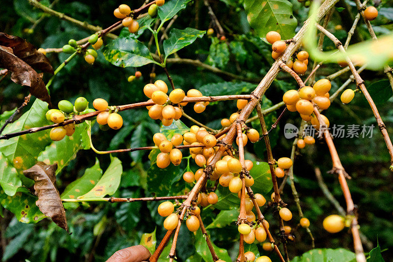 咖啡树上准备收获和加工的成熟樱桃