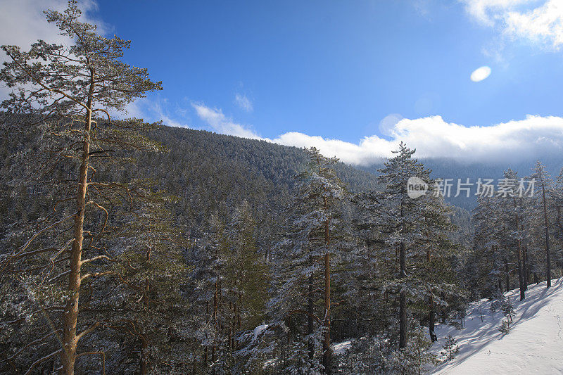 冬针叶林雪松。山顶的高山景观。阿尔卑斯山滑雪区。欧洲滑雪胜地。