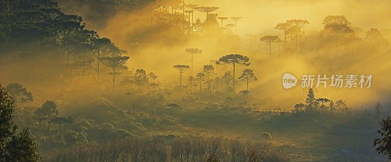 草地和阿劳卡里亚景观附近的格兰多在薄雾日出-巴西南部