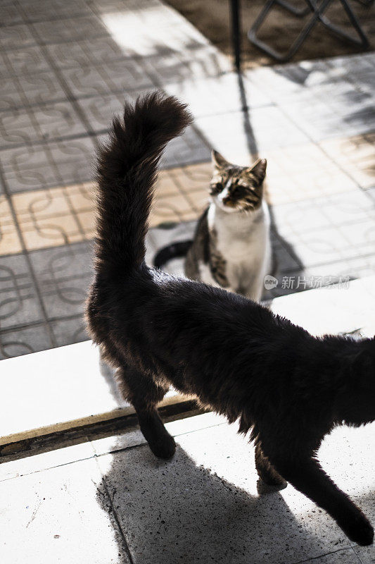 流浪猫进了屋子。