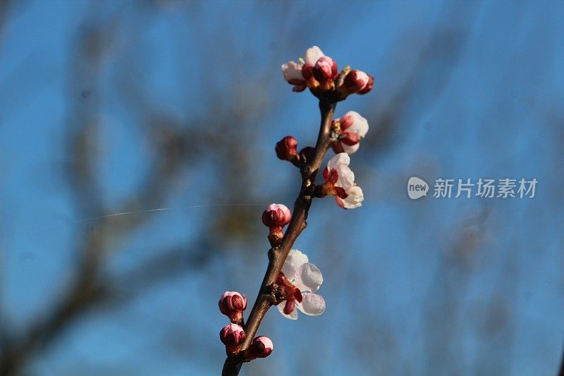 开花植物