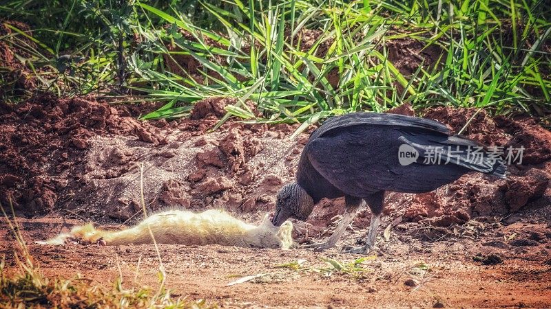 黑秃鹫正在吃一只死猫