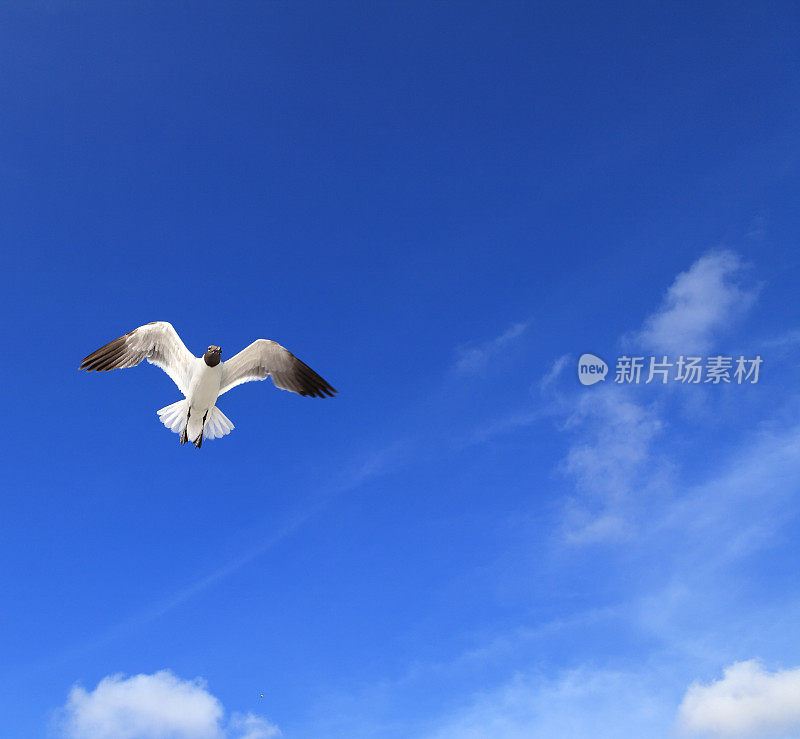 一只海鸥飞过晴朗的蓝天
