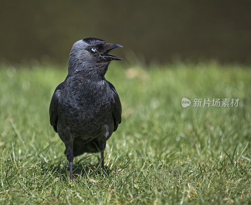 寒鸦